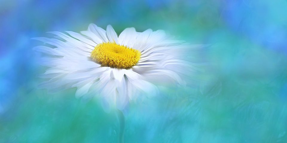 nature-3054737_960_720